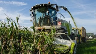 Maisernte 2014 mit LU Frerk Francksen  Fendt  Claas  John Deere  Bergmann [upl. by Ayikat]