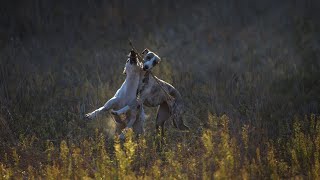 Getting to Know Whippets Socialization and Interaction Tips [upl. by Weisbrodt]