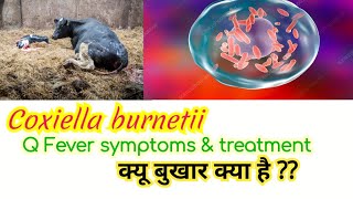 Coxiella burnetii Q fever pathogenesis clinical symptoms lab diagnosis amp treatment in hindi [upl. by Key538]