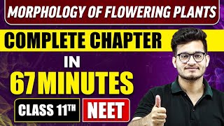 MORPHOLOGY OF FLOWERING PLANTS IN 67 Minutes  Full Chapter Revision  Class 11 NEET [upl. by Welles]