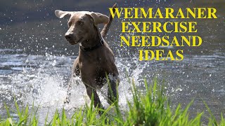 Weimaraner Exercise Needs and Ideas [upl. by Johen494]