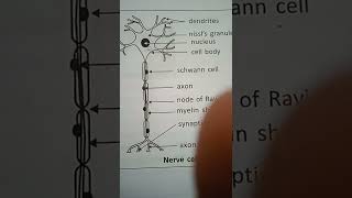 Neuron partsCyton axon and DendritesNEET CTET Pharma 10th biology KvS NVS [upl. by Anni394]