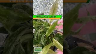 ANUBIAS BARTERI VAR GLABRA quotPINTOquot HYBRID Aquarium Plant For Sale [upl. by Nomde264]