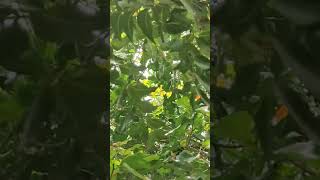 neem tree ka seed  pata  har part medicine he [upl. by Letnahc]