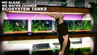 No Algae No Water Change Ecosystem Tanks The Fish Wall [upl. by Rici]