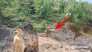 Jungle teetar kaise video  francolin pheasant bird chidiya pakshi  deshi teetar awaaj [upl. by Blancha52]