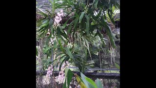 Huge orchid  Aerides odorata on november 2020  Aerides odorata in bloom  Tigers paw orchid [upl. by Larissa]