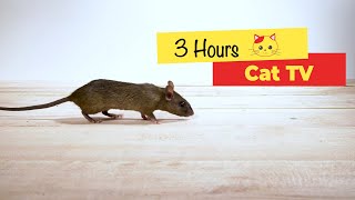 CAT TV  Mouse for cats to watch 3 HOURS [upl. by Akem]