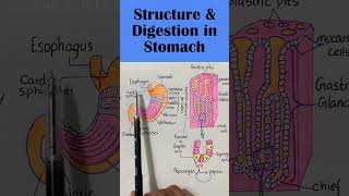 Digestion in stomach alevelbiology [upl. by Ontine]