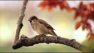 1 Hour Birdsong Sounds on a Spring Morning in English Countryside [upl. by Aprile802]