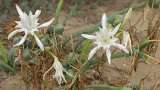 Pancratium maritimum Sea Daffodil Trichternarzisse Azucena de Mar [upl. by Mcdade]