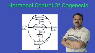 Hormonal Control Of Oogenesis  Class 12  Biology [upl. by Samot]