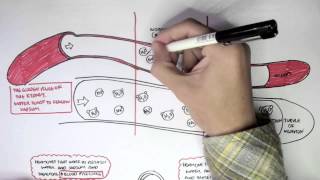 Part I  Regulation of Blood Pressure Hormones [upl. by Llerdna]