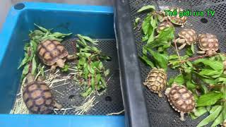 Buổi sáng đơn giản của các bé sulcata tortoise sucata pet [upl. by Meara566]