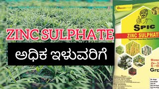 ಶುಂಠಿ ಅಧಿಕ ಇಳುವರಿಗೆ Zinc Sulphate ZnSo4  STRESS RELIEVER  MICRONUTRIENT  FERTILIZER [upl. by Silvano]