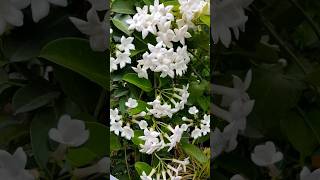 Stephanotis Floribunda Hawaiian Wedding Flower Bridal wreath  ​Madagascar Jasmine  mulla [upl. by Faustina]