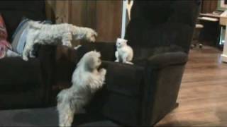 Dog Protects Kitten from Another Dog Dad Shaggy dicipline his son [upl. by Yim]