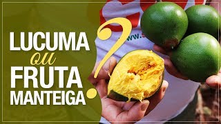 A Fruta da Manteiga Doce  Pouteria lucuma [upl. by Noirda]