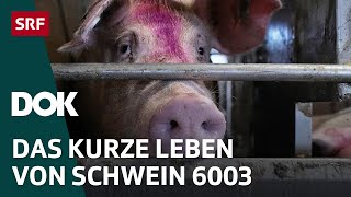 Unser täglich Fleisch – Von Gülle Jobs und Umweltschäden  DOK  SRF [upl. by Aneeg]