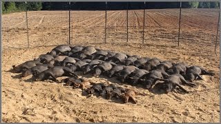 Wild Hog Trapping  9 3333 Feral Hog Capture  JAGER PRO™ [upl. by Brent87]