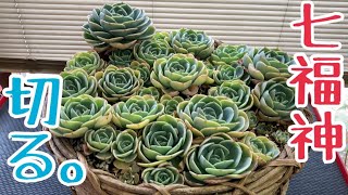 多肉植物 今季最大イベント！いい感じの七福神もいっちゃうよ〜♫ [upl. by Elahcar]