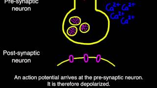 65 Transmission across a synapse [upl. by Blackington591]