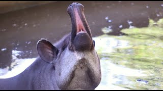 Come è fatta la bocca del tapiro [upl. by Adna]