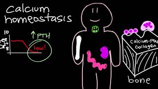 Calcium Homeostasis and Parathyroid Hormone  PTH [upl. by Pettiford]