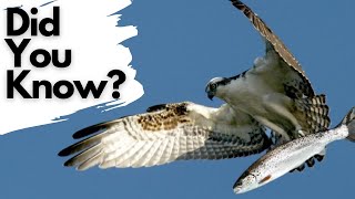 Things you need to know about OSPREYS [upl. by Nare]