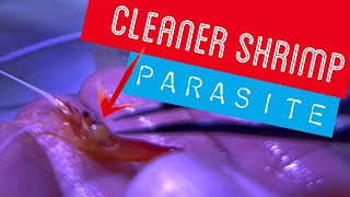 Dealing with a parasitic isopod living on my cleaner shrimp [upl. by Gower]