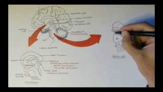 Brain Anatomy Overview  Lobes Diencephalon Brain Stem amp Limbic System [upl. by Charity]