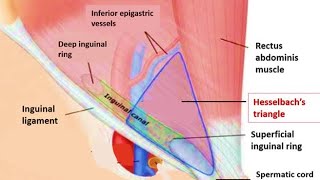 HESSELBACH TRIANGLE  MEDIAL INGUINAL FOSSA  INGUINAL TRIANGLE GROSS ANATOMY [upl. by Anayik850]