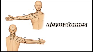 Cervical Upper limb dermatomes  dermatomes amp myotomes MSKphysicaltherapy [upl. by Veronike347]