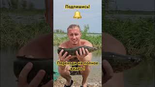 Удачный улов Змееголова рыбалка fishing алматы змееголов спиннинг щука rockfishing tuna [upl. by Wetzell]