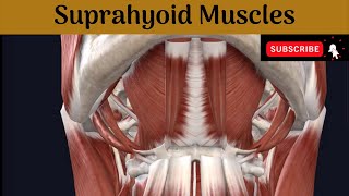 Suprahyoid Muscles  Attachment  Nerve Supply Actions Relations of Posterior belly of Digastric [upl. by Fernandez]