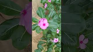 foxtel noyantoraplantsflowers trending viralvideo [upl. by Eiryt]