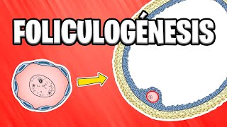 ✅ FOLICULOGÉNESIS ¿Qué son los FOLÍCULOS OVÁRICOS  EMBRIOLOGÍA HUMANA 📚 [upl. by Cedell3]