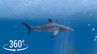 360° VR  Ocean Diving with Great White Shark Experience [upl. by Adnerol]