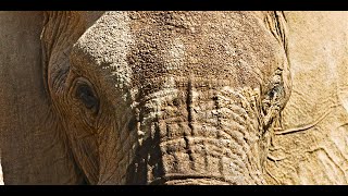 WILD NAMIBIA E03  THE HOANIB RIVER SYSTEM Witness an Incredible Wildlife Journey into the desert [upl. by Ajiat]