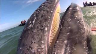 Gray Whale Interacts with Kids in Baja California [upl. by Beilul307]