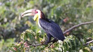 Wreathed Hornbill Rhyticeros undulatus [upl. by Oniram412]