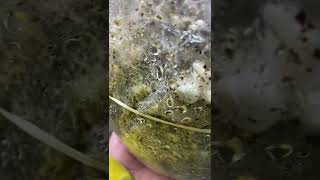 Hyphal knots Forming In A mushroom grow bag [upl. by Latnahs]