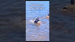 Duck Mating Ritual Male Ducks Engage in Fierce Battle for Mateshorts wildlife duck birdlovers [upl. by Lamprey]