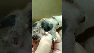 Huge Maggots amp Mango worms Cleaning From Stray Dog animalrescue [upl. by Bobina351]