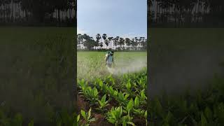 Spraying fungicides in turmeric crop  Mancozeb 75 WP  Carbendazim 50 WP  farming shorts [upl. by Keefer]