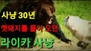 극한직업 멧돼지 사냥개 돼지를 몰아오던 라이카 곰사냥개 호랑이사냥개 멍멍이삼촌 [upl. by Glen791]