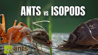 ANTS vs ISOPODS  War or Truce [upl. by Iret]