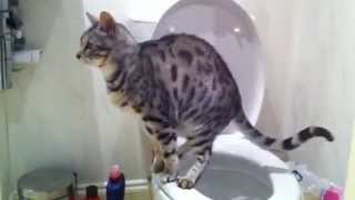 Bengal cat take big noisy dump in the human toilet [upl. by Alley]