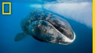 Catching a 200YearOld Whale  Nat Geo Live [upl. by Ylluz]