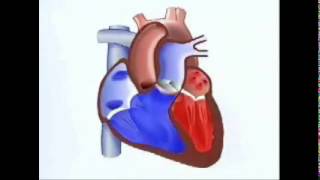 Cómo funciona el corazón [upl. by Siravat]